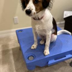 Nederlandse Kooikerhondje Puppies from Blazing Kooikerhondjes