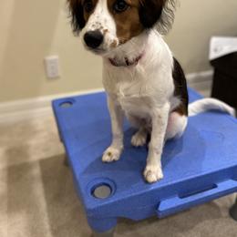 Nederlandse Kooikerhondje Puppies from Blazing Kooikerhondjes