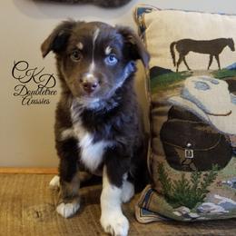 Miniature Australian Shepherd and Toy Australian Shepherd Puppies from CKD DOUBLETREE AUSSIES
