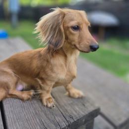 Beanie - Dachshund
