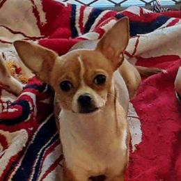 Dory - Chihuahua