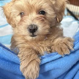 Maltipoo Puppies from Janina Sivers