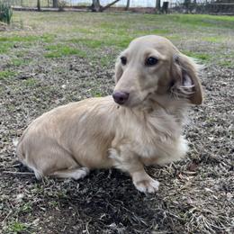 Winnie - Dachshund