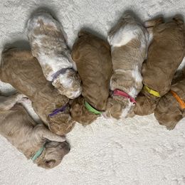 Poodle Puppies from Graceful Poodle Paws