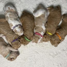 Poodle Puppies from Graceful Poodle Paws