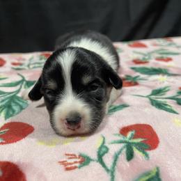 Shamrock - Black and tan female Pembroke Welsh Corgi puppy in Barstow, California from Caldwell’s Corgis of Southern California