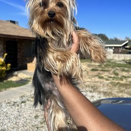 Zuri - Yorkshire Terrier