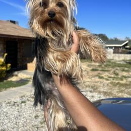 Zuri - Yorkshire Terrier