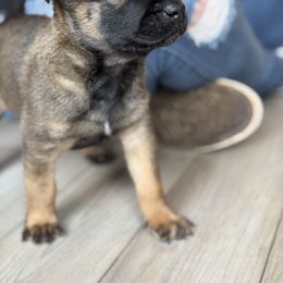 Belgian Malinois and Dutch Shepherd Puppies from Vuurhart Herders