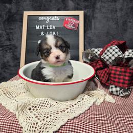 2 - green collar boy - Black and tan male Pembroke Welsh Corgi puppy in Harrisburg, Illinois from Parish Corgis