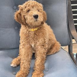 Montana - Red  female Goldendoodle puppy in Richmond, Virginia from Highland Grove Doodles, LLC