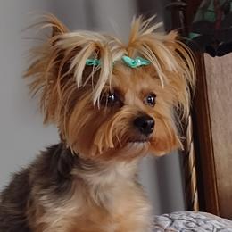 Yorkshire Terriers from Perfect Paws