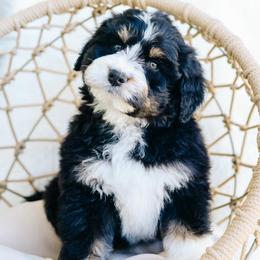 Gus - male Australian Mountain Doodle puppy in Spanish Fork, Utah from K Brand Doodles