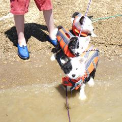 Icelandic Sheepdog Puppies from PurpleSage Icelandics