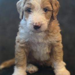 George - male Australian Mountain Doodle puppy in Broken Arrow, Oklahoma from Tulsa Australian Moutain Doodles