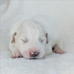 Pink - White female Great Pyrenees puppy in Yakima, Washington from Naches Heights Ranch