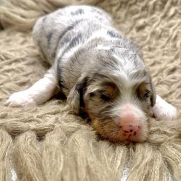 Chase - Blue merle male Assorted Doodle Crosses puppy in Waco, Georgia from Huff Family Doxies & Doodles