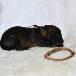 Brown - Sable male German Shepherd puppy in Louisburg, North Carolina from C6 Ranch & Shepherds