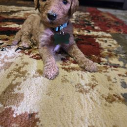 Bones - Apricot male Goldendoodle puppy in Tavares, Florida from Spirited Doodles