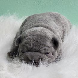 Boy 3 - green - French Bulldog puppy from Boss Lady Kennel