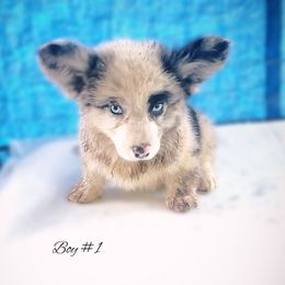 Boy 1 - Blue merle and white male Cardigan Welsh Corgi puppy in Natchitoches. La, Louisiana from Bleu Bayou Corgis