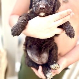 Christy Bell - Chocolate female Goldendoodle puppy in Cross, South Carolina from DoodleDandy & Danes