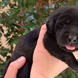 Girl 1 - Black Labrador Retriever puppy in Shrewsbury, Massachusetts from Inna's Labrador Retrievers