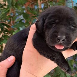Girl 1 - Black Labrador Retriever puppy in Shrewsbury, Massachusetts from Inna's Labrador Retrievers