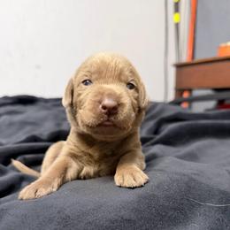 Yellow collar - Silver female Dilute Retriever puppy in Valley Center, California from Stunning Silver Bullets Labradors