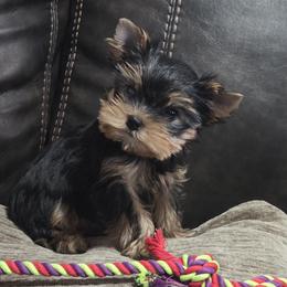 Girl 1 - Black and tan female Yorkshire Terrier puppy in San Antonio, Texas from R&R Yorkies of San Antonio