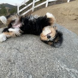 Bernedoodle and Goldendoodle Puppies from Renowned Bernedoodles and Goldendoodles