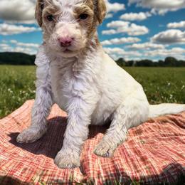 Jax - Parti male Goldendoodle puppy in Ellenburg Center, New York from Kristin's Puppies