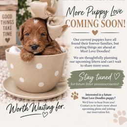 Goldendoodle puppies from Must Love Doodles