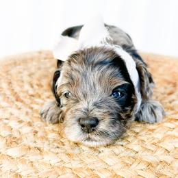 Merle Girl Guardian Home Only - Merle female Cockapoo puppy in Bradenton, Florida from Doodle Acres