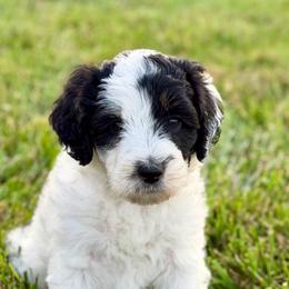 Sparkle Smash - female Australian Mountain Doodle puppy in Decatur, Illinois from Signature Doodles