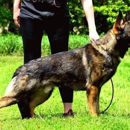Tasso - German Shepherd