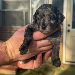 Sprinkles - Blue female Poodle puppy in Corinth, Mississippi from SnickerDoodlePups