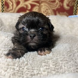 Kindle - Brindle and white male Shih Tzu puppy in Lake City, South Carolina from Precious Lil Tzus