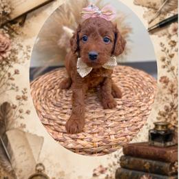 Novel - Red  female Goldendoodle puppy in Norcross, Georgia from Teddy Puppies