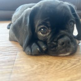 Lucky - Black male Pug puppy in Indian Trail, North Carolina from Love Pugs