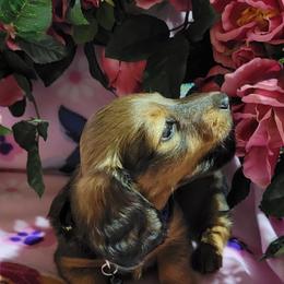 Dachshund Puppies from CLARK'S BREEDING PROGRAM