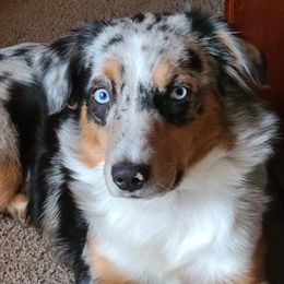 Aussiedoodles, Miniature Australian Shepherds, and Toy Australian Shepherds from T3 Farms Aussies & Aussiedoodles
