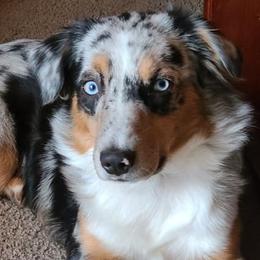 Aussiedoodles, Miniature Australian Shepherds, and Toy Australian Shepherds from T3 Farms Aussies & Aussiedoodles