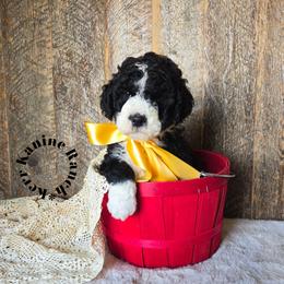 Black Panther - Black and white male Sheepadoodle puppy in Ashton, Idaho from Kerr Kanine Ranch