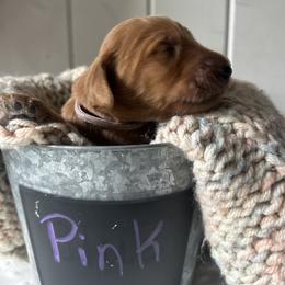 Girl 1 - female Goldendoodle puppy in Grand Blanc, Michigan from Perry Farm Doodles