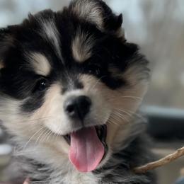 Pomskies from Destiny Pomskies LLC