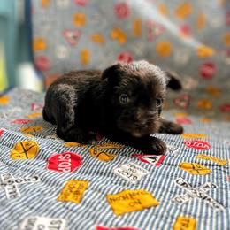 Kaboom - Liver male Miniature Schnauzer puppy in Oneida, Tennessee from Saving Grace