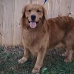 Grizz - Golden Retriever