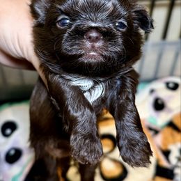 Lady - Liver and white female Shih Tzu puppy in Talladega, Alabama from The Anderson Farms Kennel