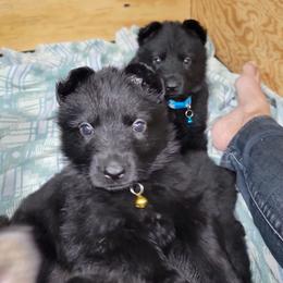 Yellow - Black female German Shepherd puppy in Rice Lake, Wisconsin from Inferno Shepherds